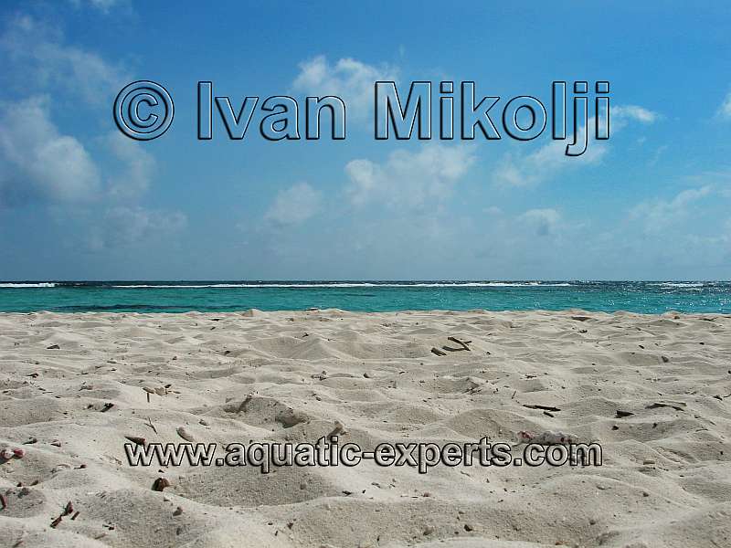 SALTWATER SHORELINES